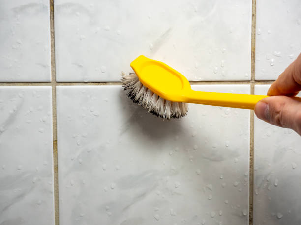 Professional Mold Removal in Applewood, CO