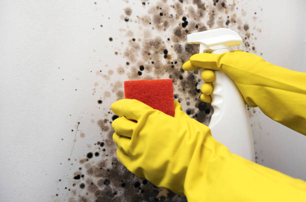 Best Best Mold Removal Companies  in Applewood, CO