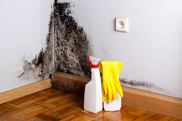 Best Crawl Space Mold Removal  in Applewood, CO